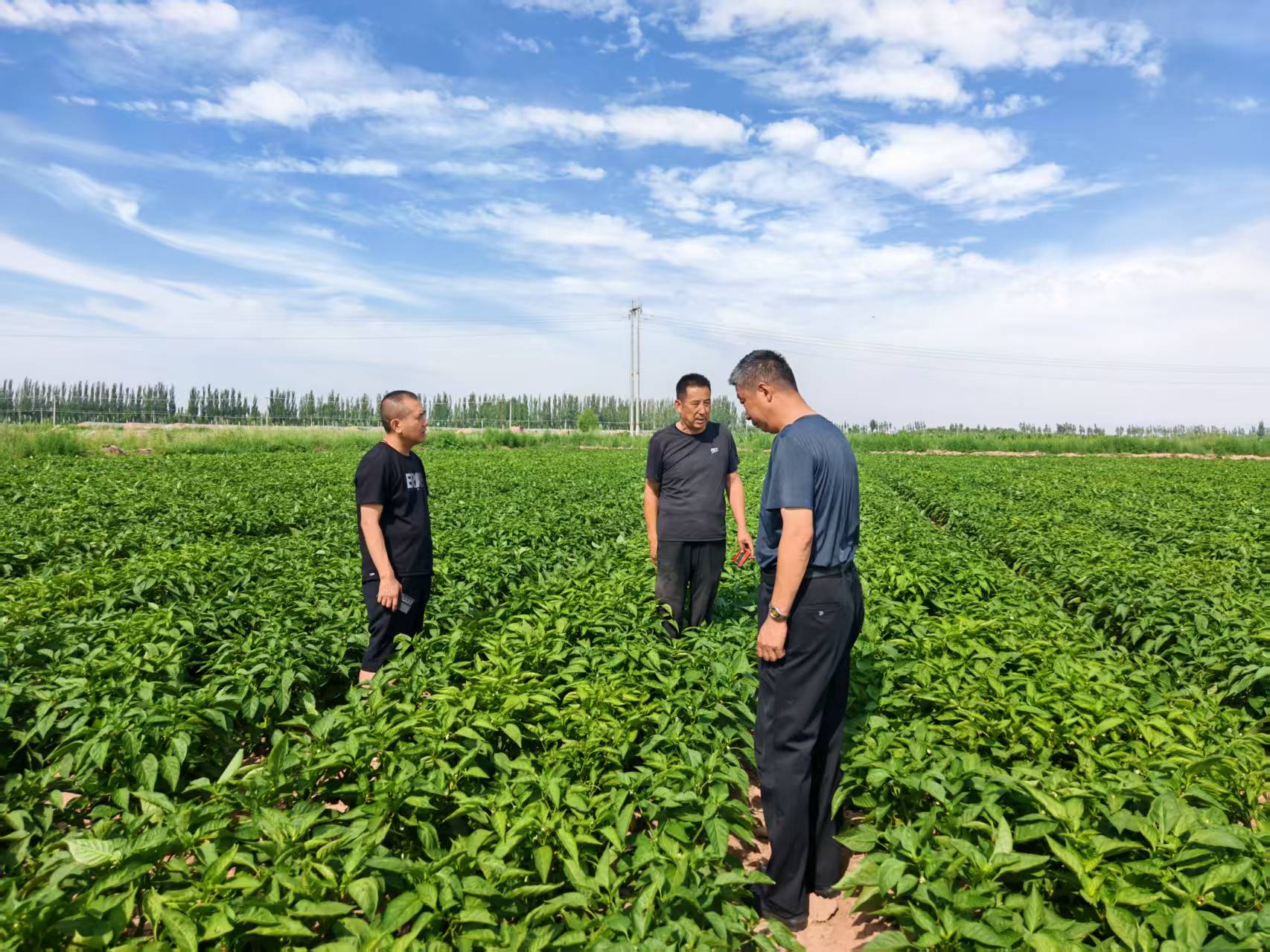 健達公司團隊對菜椒種植基地展開實地考察